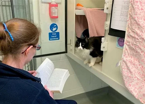 RSPCA employee reads to a rescue cat Babs who  is the black and white long-haired cat