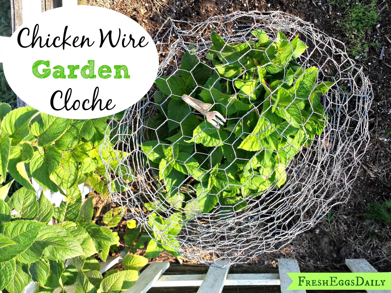 Chicken Wire Cloche You Can DIY for $1.04 - Thistlewood Farm
