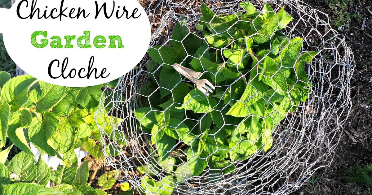 How to Make a Chicken Wire Garden Cloche - Fresh Eggs Daily® with Lisa  Steele