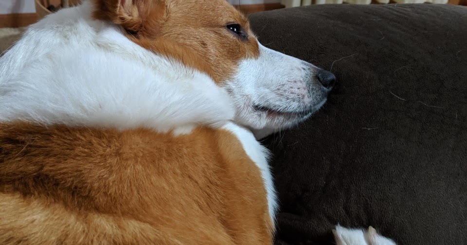 Pembroke Sinclair My Dog Ruined My Carpet