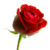 Rose image