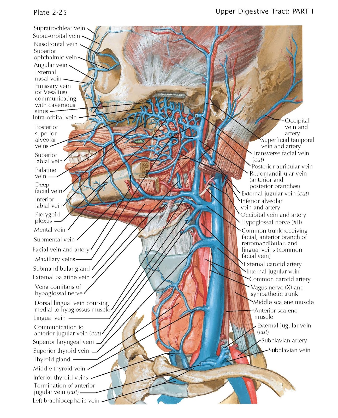 45 Popular Exterior jugular vein Trend in This Years