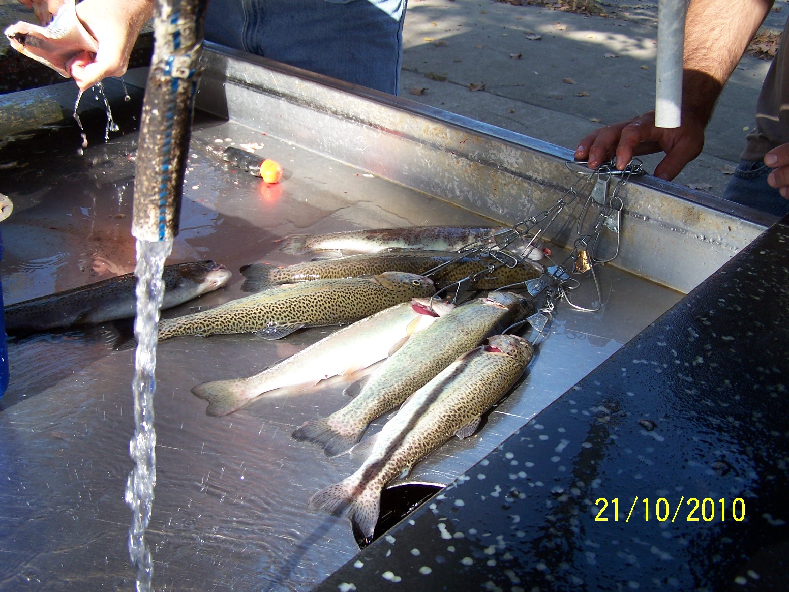 Intuitive Value FlyFishing Roaring River, Cassville, MO