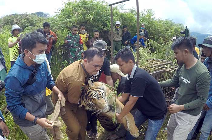 Tim BKSDA kembali menangkap seekor harimau sumatera