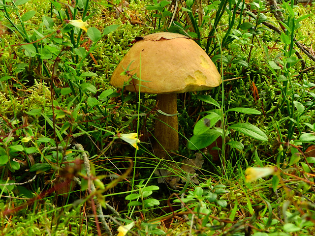 Подберезовик, гриб