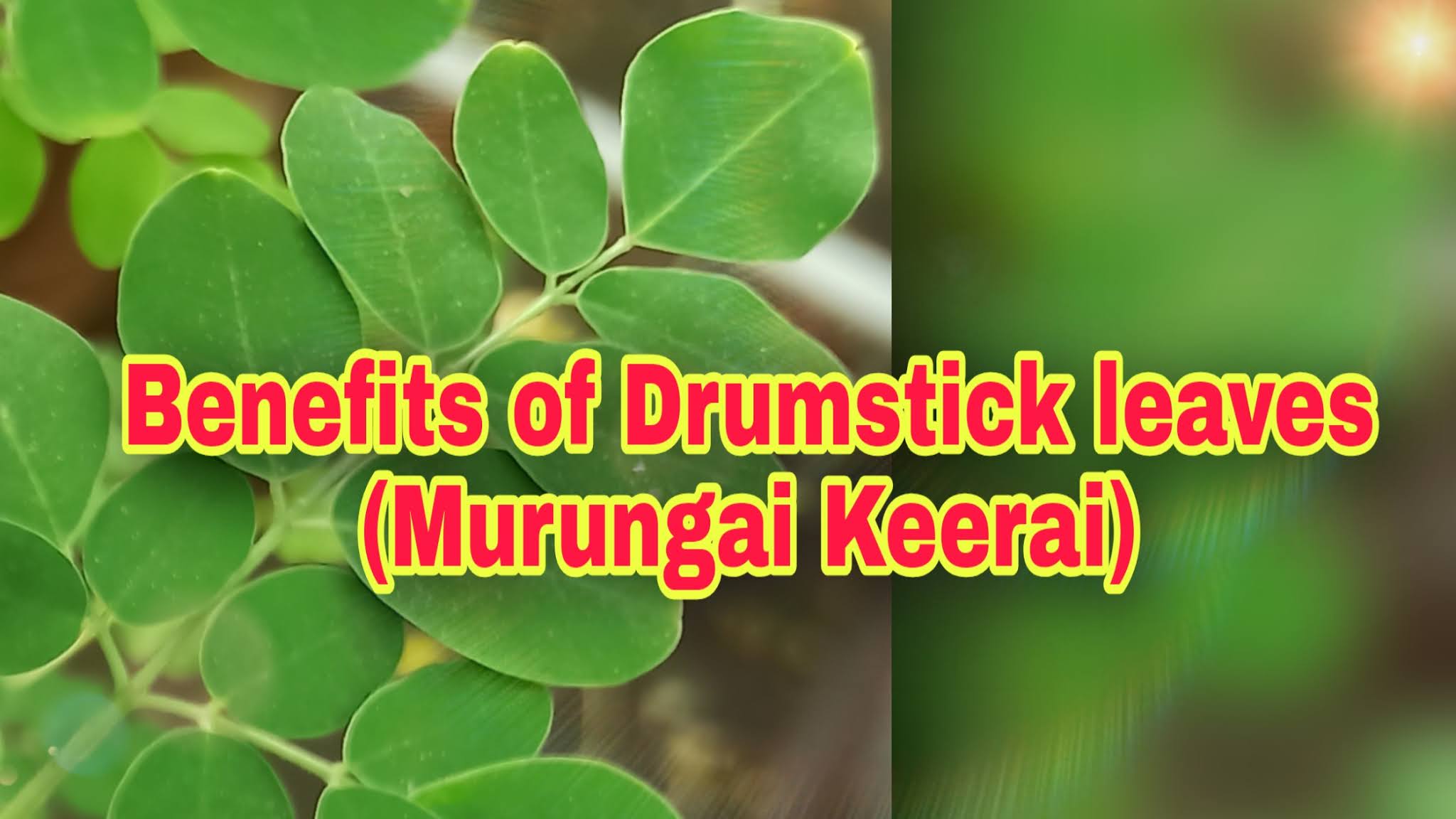 Top 9 Benefits of Drumstick leaves Things 2 know Healthy lifestyle
