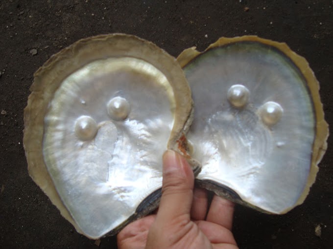 Half sea pearls