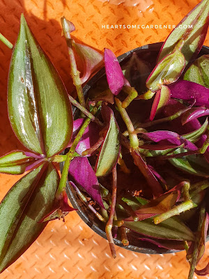 Zebrina, wandering jew, Tradescantia,Inch plant Zebrina, wandering jew, Tradescantia,Inch plant