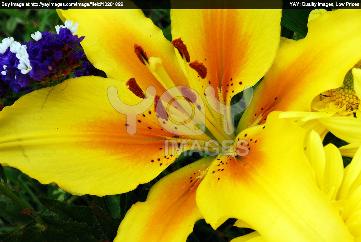 Flowers & Yellow Amaryllis