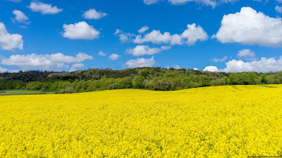 Field, flowers, trees, landscape, nature