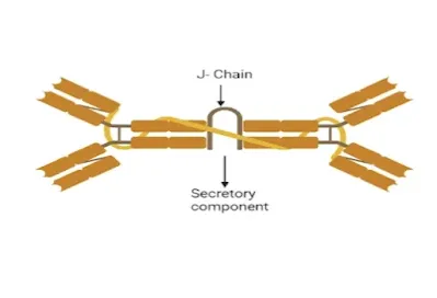 Mucosal IgA Response Against HIV Infection (#biochemistry)(#ipumusings)(#HIV)(#medicine)