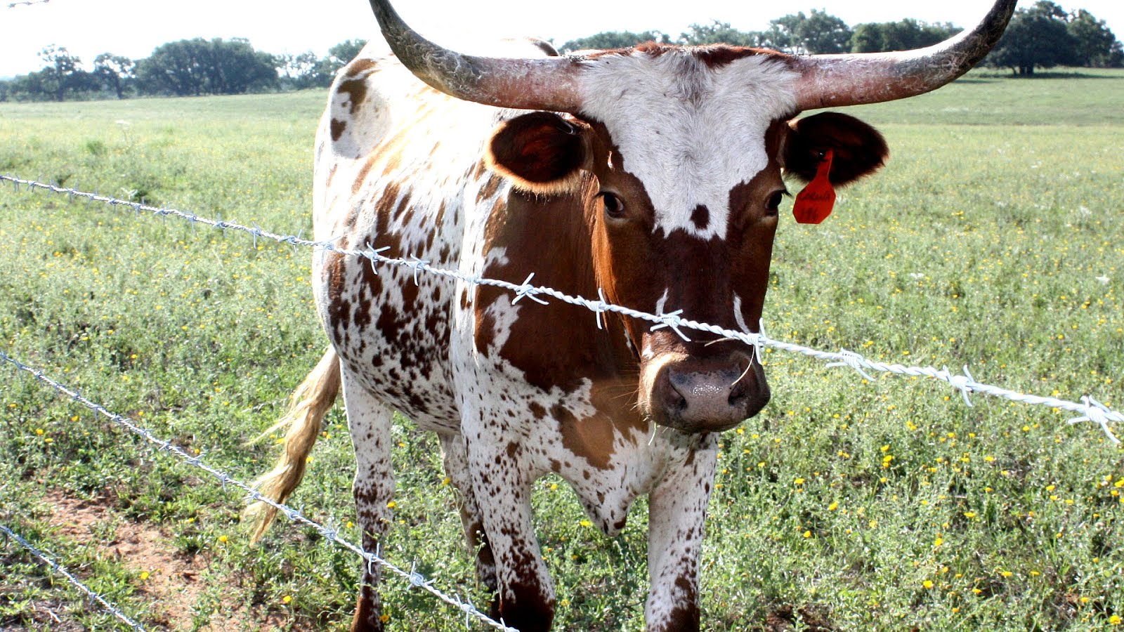 Barbed Wire Fence Installation Fence Choices