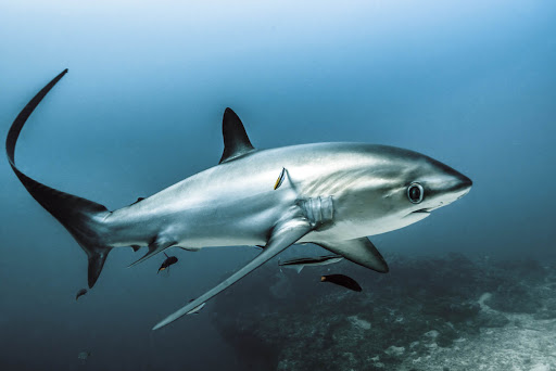 How dangerous is a Thresher shark? Why are thresher sharks tails so