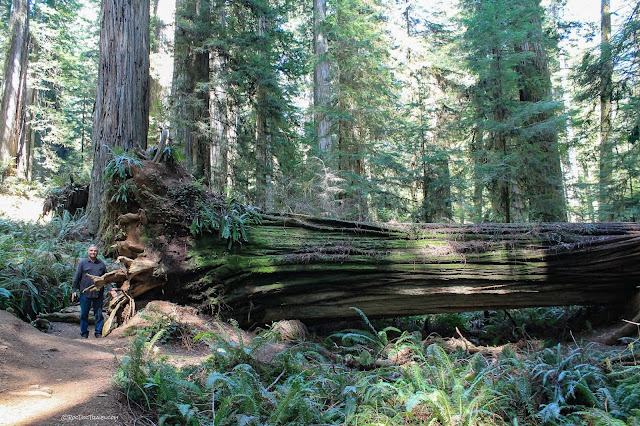 California northern coast geology travel trip roadtrip Humboldt Redwoods copyright RocDocTravel.com