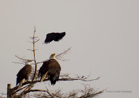American crow ‘buzzing the tower’, harassing the Bald eagles – May 30, 2016 – by Matt Beardsley