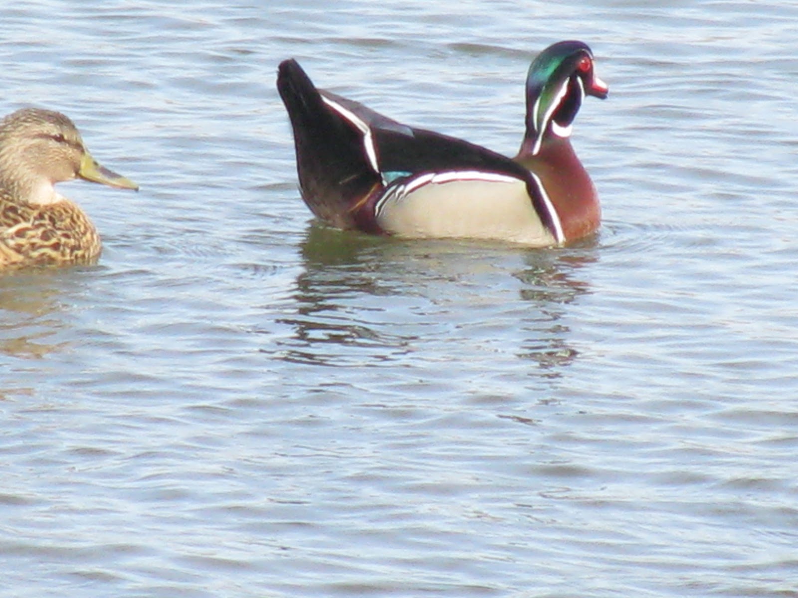 Wood Duck Mallard Duck