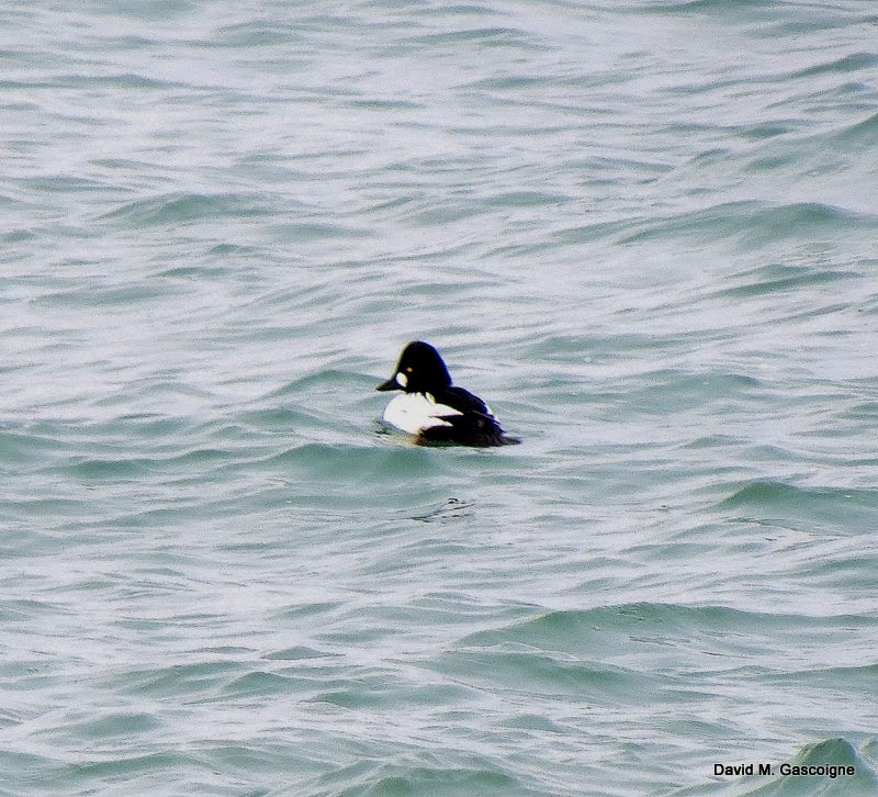 Lake Ontario Ducks - Travels With Birds