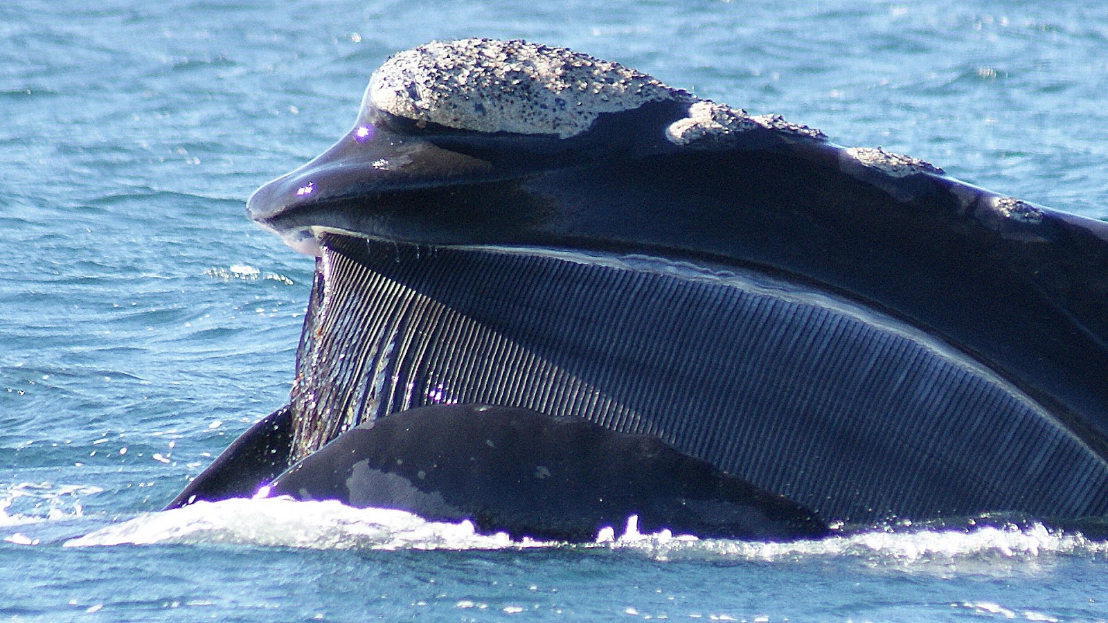 Ballena franca austral alimentándose