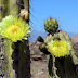 Meditaciones de un cactus