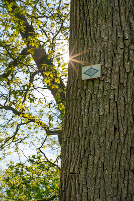 Premiumwanderweg Murgleiter | Etappe 1 von Gaggenau nach Gernsbach | Wandern nördlicher Schwarzwald 07