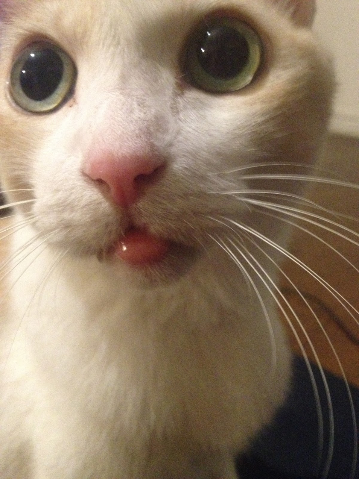猫 の 唇 が 腫れる