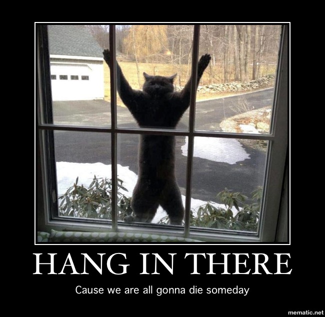 hang-in-there-cat.jpg