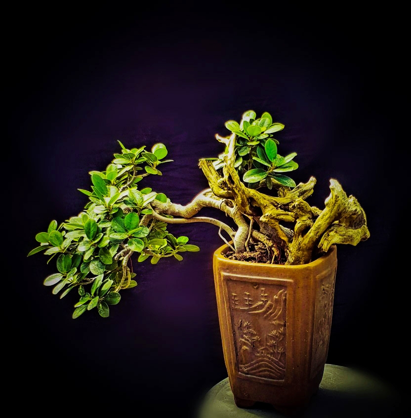 Bodhi Bonsai, Chennai, India 2018