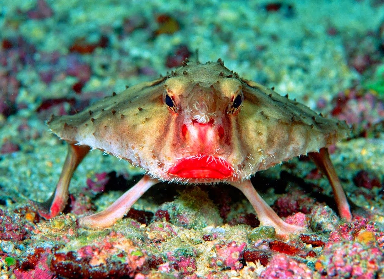 Red Fish Bat Red Lipped Batfish: Red Lipped Batfish