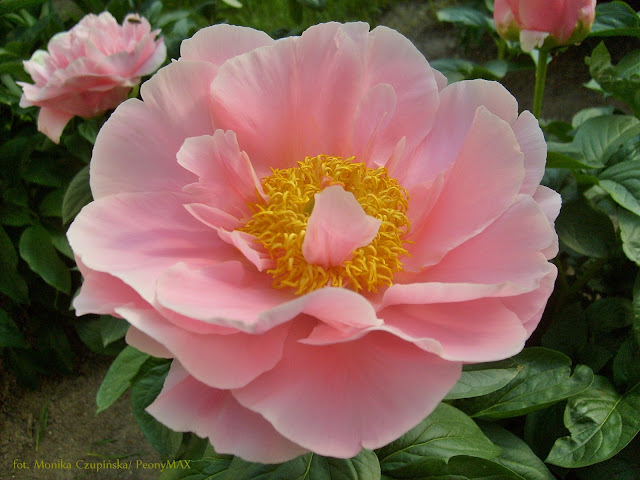 piwonie, PeonyMAX, zielona metamorfoza, ogrody wiejskie, projektowanie zieleni. peony max piwonie ogród