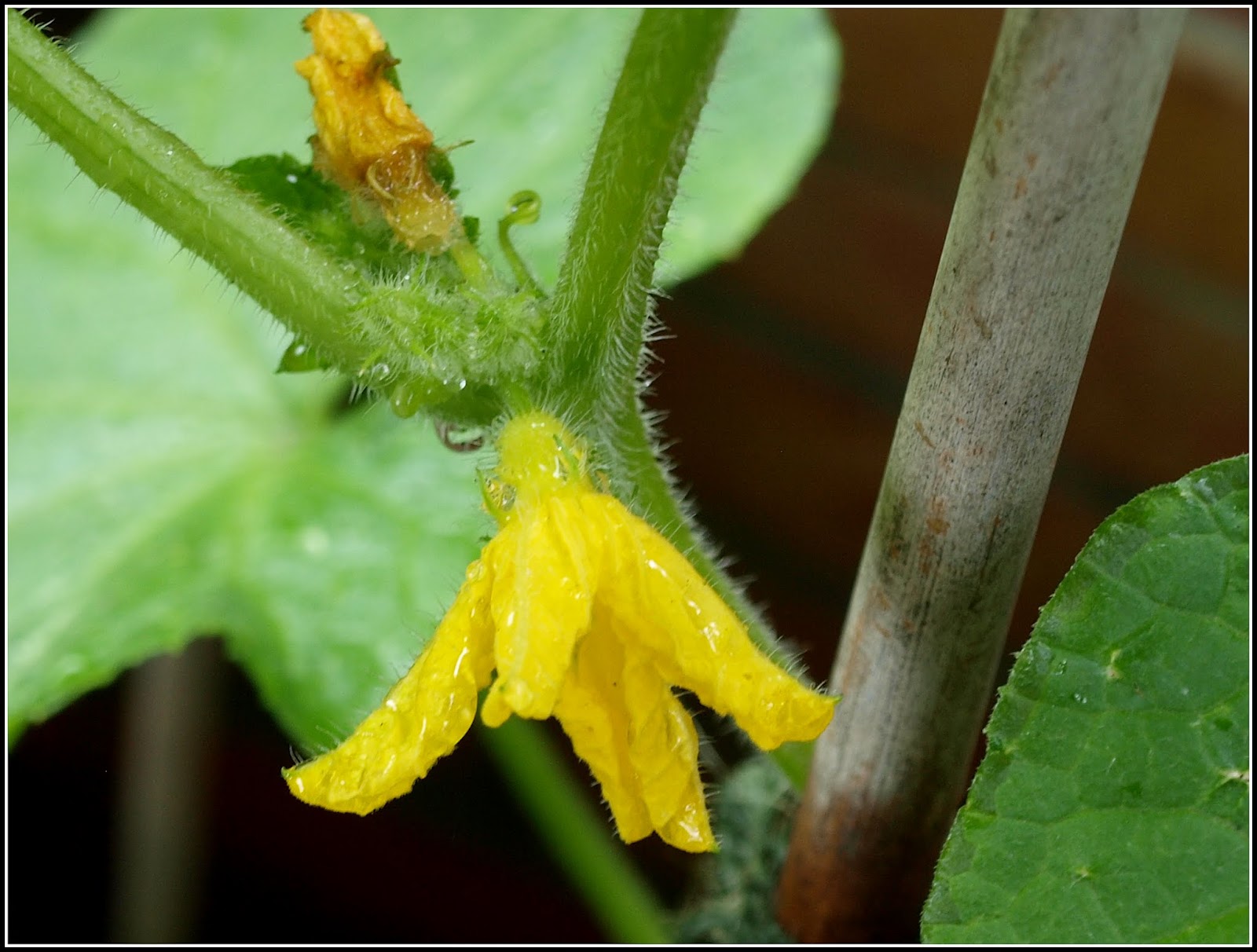 Mark's Veg Plot Sexing cucumbers