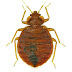 Bed Bugs - You Need to Get Rid of Them