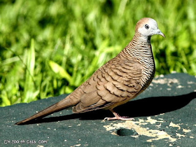 Geopelia striata - Zebra Dove