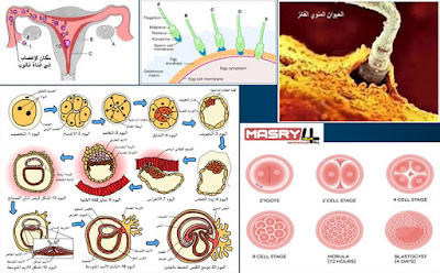 هندسة الخالق في كيفية حدوث الإخصاب للبويضة وبدء الحمل  How fertilization occurs