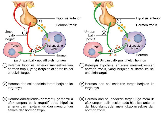 Mekanisme umpan balik negatif