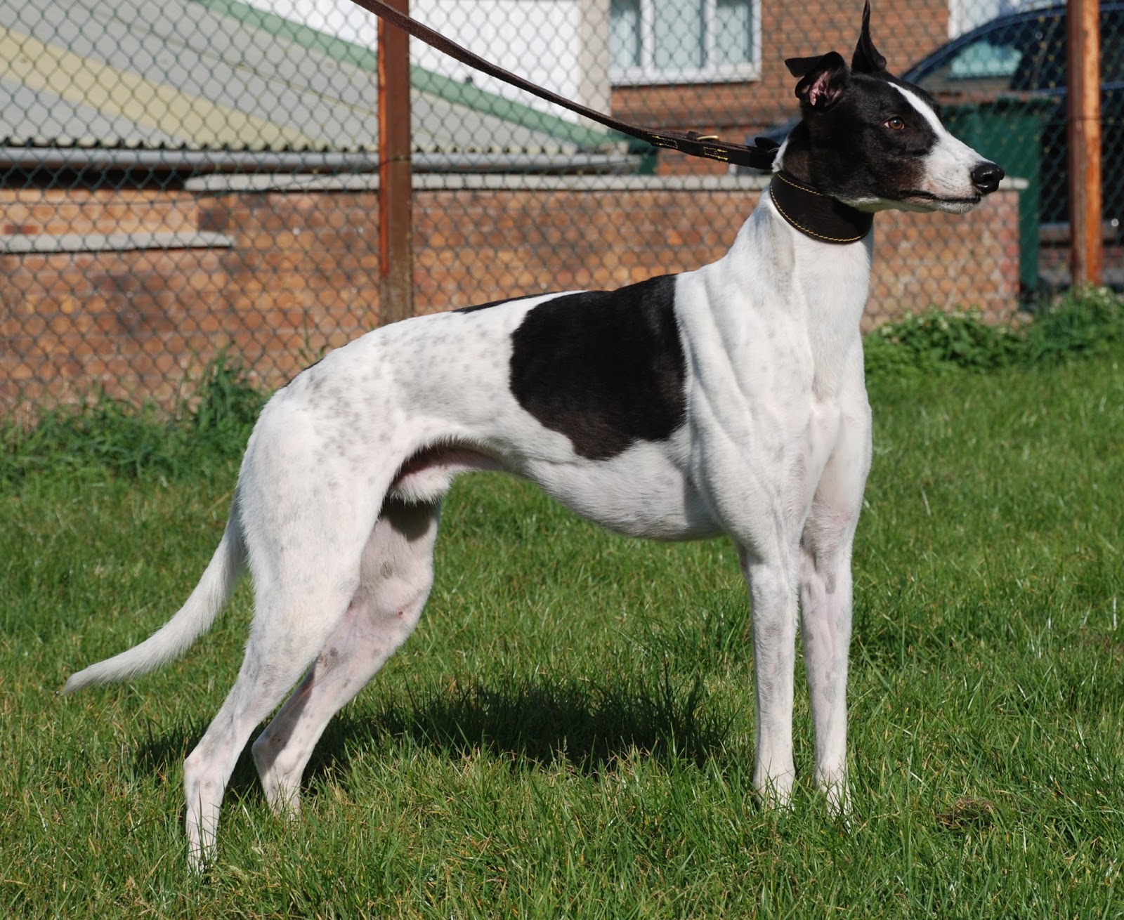 Chris Allsopp Racing Blog New race dogs for sale