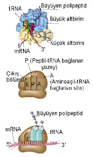Aminoasit-tRNA yapısı