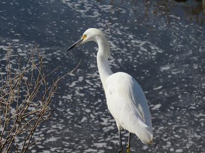 Sacramento National Wildlife Refuge