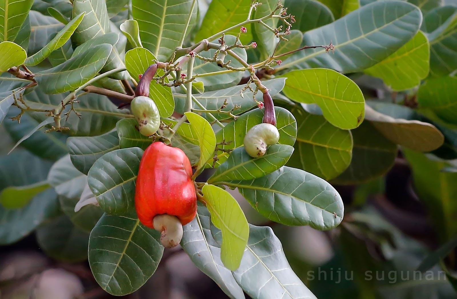 Кешью в бразилии Кешью в бразилии
