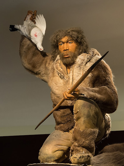 Неандерталец (Homo neanderthalensis) жил около 400–30 тыс. лет назад. Объем мозга 1400–1740 см³. Из-за более короткого шага тратил на передвижение на треть больше энергии, чем современный человек, преимущественно мясоед. Рейнский краеведческий музей (Германия). ©CC-BY-SA-4.0