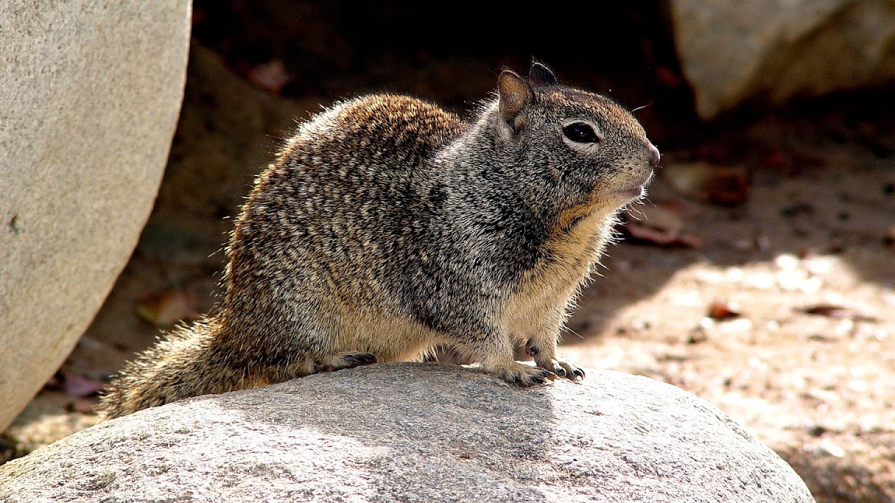 What Do Ground Squirrels Look Like