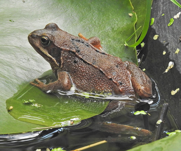 Nature Botherer 9th June Common Frog