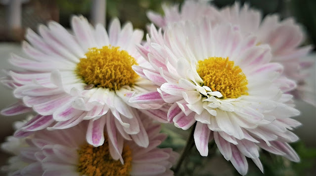 Chrysanthemum Flower Images
