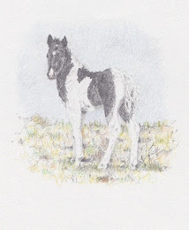Second Foal, May 2012