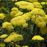 Achillea flowers
