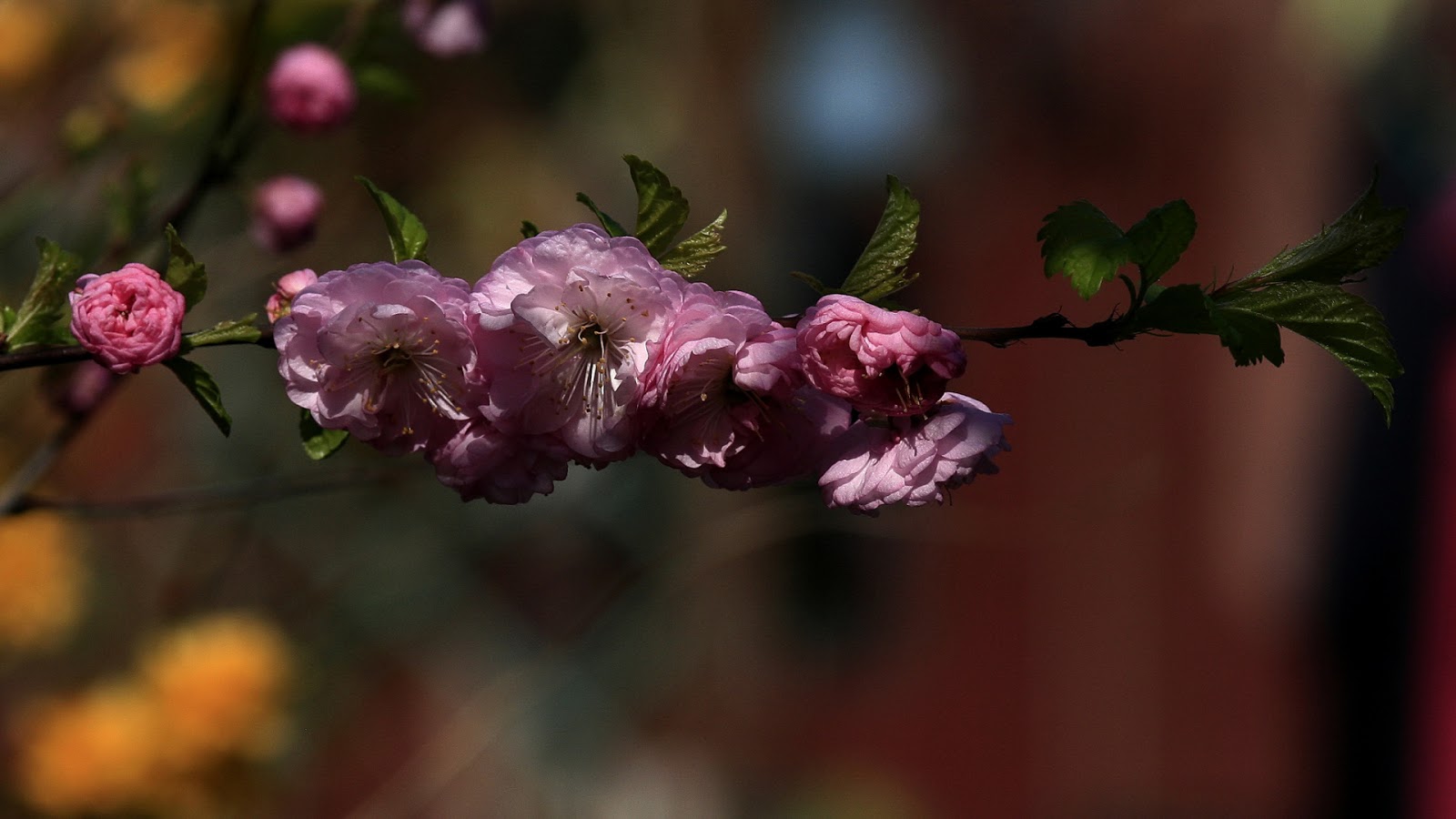 Frutas y flores wallpapers
