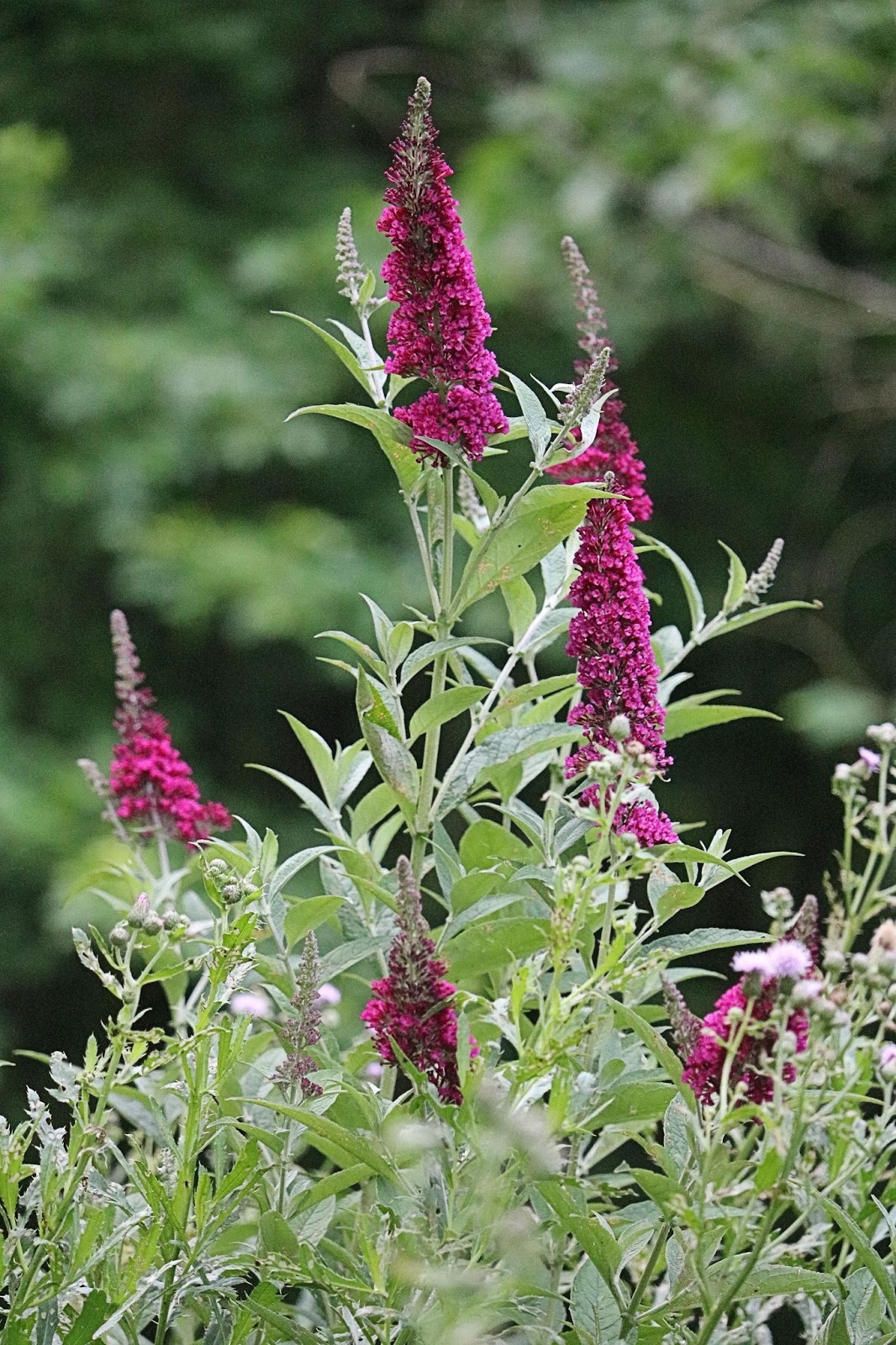 Butterfly Bush