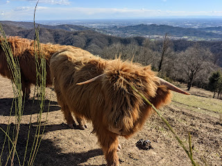 A yak at Prati Parini with Bergamo in the distant background.