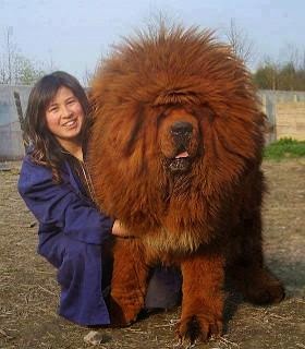 Bhetanews Tibetan Mastiff Anjing 20 Milyard Rupiah