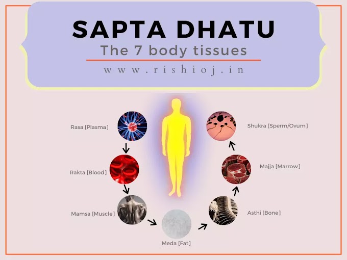 Saptadhatu in Ayurveda The Seven Body Tissues