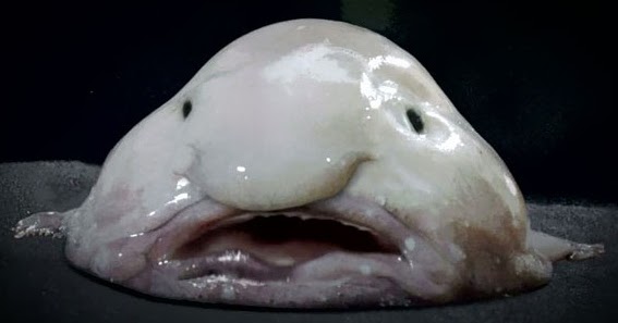 ปลาบร็อบ (Blob Fish) - 10 สัตว์แปลกใต้ท้องทะเล